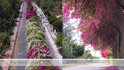 dehradun-flower-street_e386c133fdc2fe978af1981dda4f0be7.jpeg