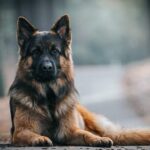 the-most-dangerous-seven-dog-breeds-of-the-world_802b5a3302d60b411cdd363501b94dc7.jpeg