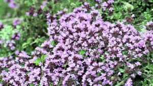 valley-of-flowers_66c6c362bbbabc958388fec27faf12f0.jpeg