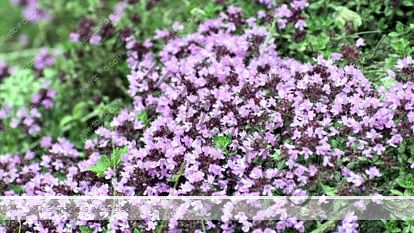 valley-of-flowers_66c6c362bbbabc958388fec27faf12f0.jpeg